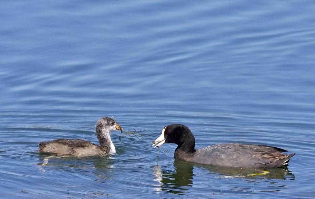 American Coots by flythebirdpath > > > is licensed under CC BY-NC 2.0